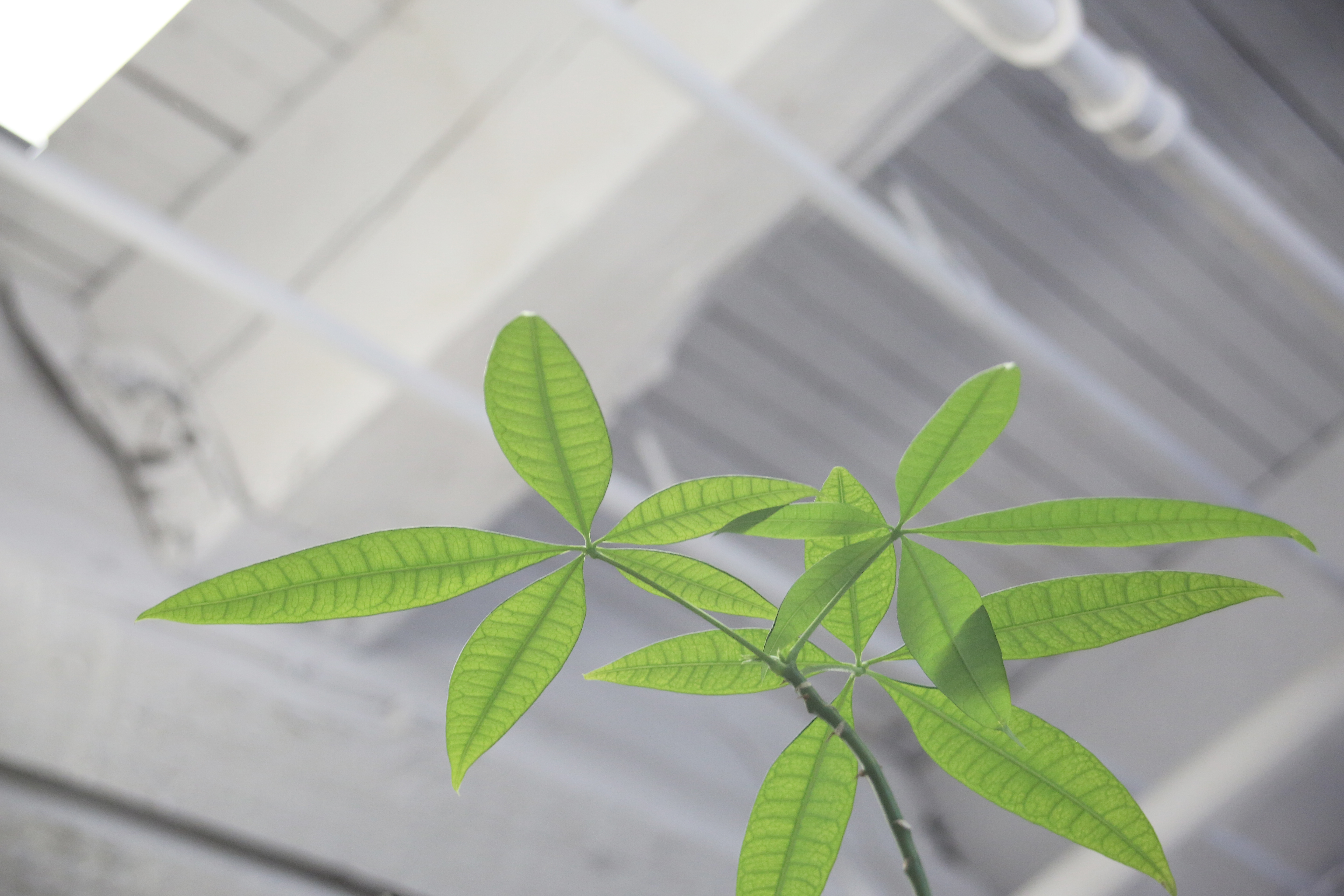 pexels industry-plant-leaves-green
